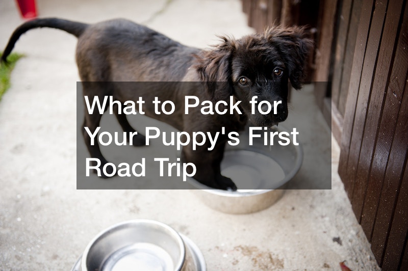 What to Pack for Your Puppys First Road Trip